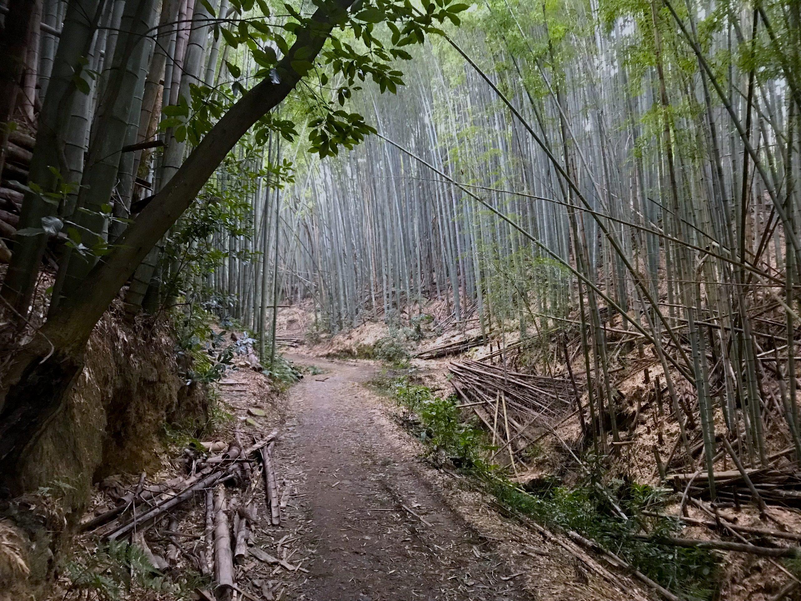 ⛩️ 신성한 바위 신사 (오이와 진자)